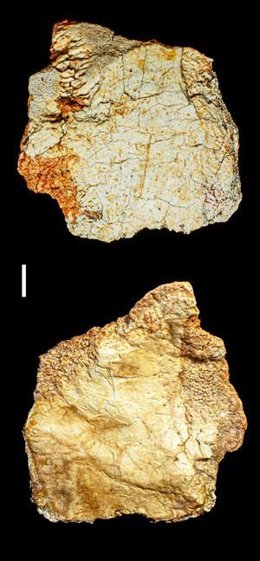 É descoberto um fóssil craniano do gênero Homo com mais de 200 mil anos no sítio arqueológico de Ruidera (Ciudad Real)