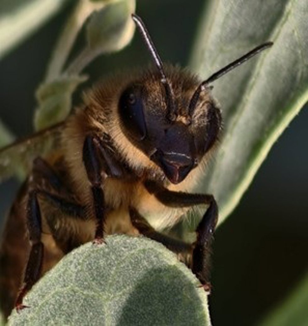 Imagen de archivo de una abeja