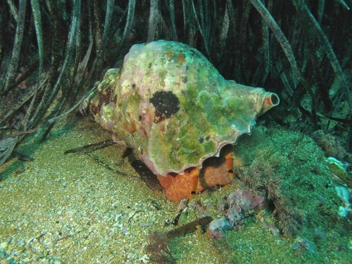 Uno de los ejemplares de especie protegida (Charonia Lampas) en su medio natural