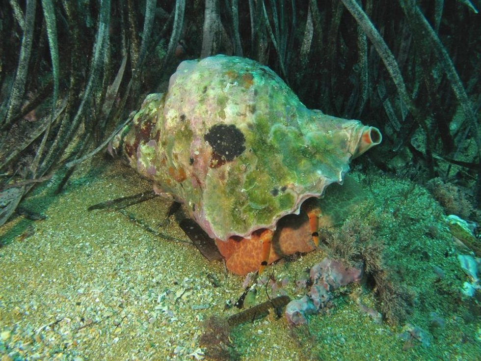 Uno de los ejemplares de especie protegida (Charonia Lampas) en su medio natural