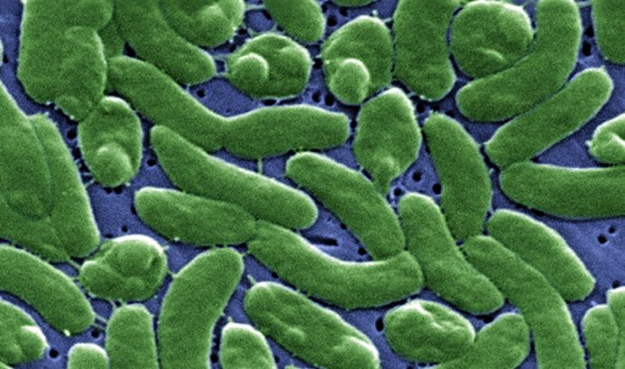 Imagem colorida, obtida ao microscópio, da bactéria 'Vibrio vulnificus'.
