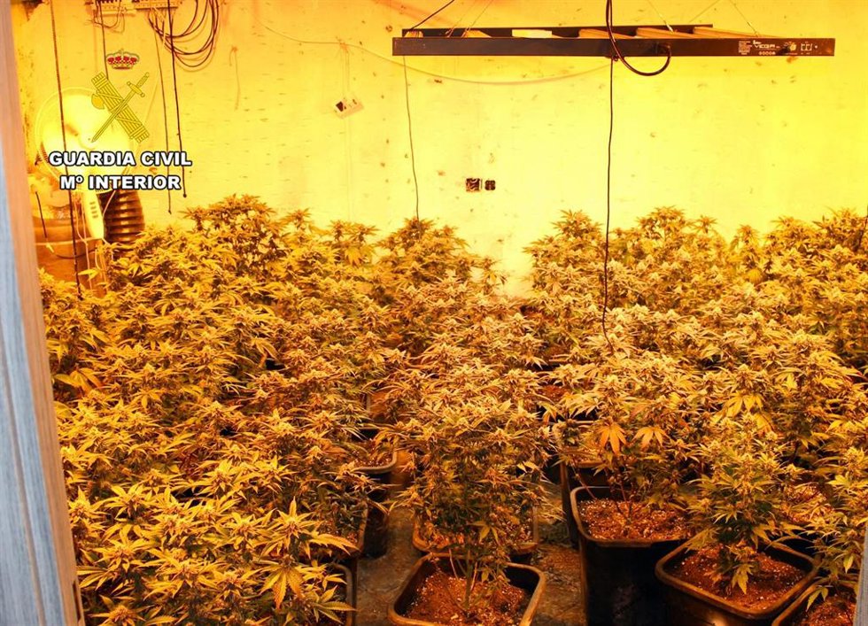 Desmantelan dos plantaciones de marihuana en Las Torres de Cotillas y detienen a una pareja