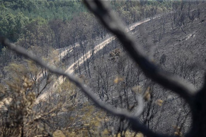 Terreno quemado por el incendio forestal 
