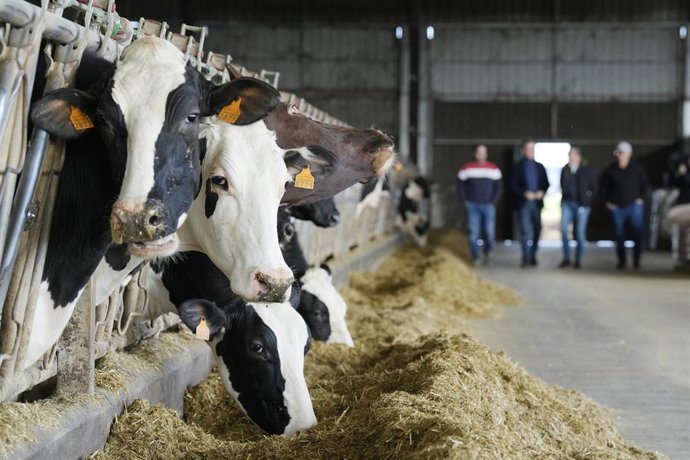 Archivo - Varias vacas en una explotación agraria, a 5 de febrero de 2024, en Lalín, Ourense, Galicia (España). 