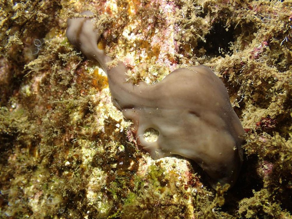 Identifican una esponja mediterránea como "aliada" para recuperar vida marina en puertos degradados