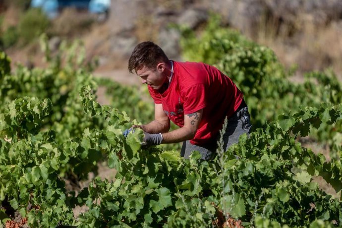 Archivo - Un trabajador recoge uvas en el campo.