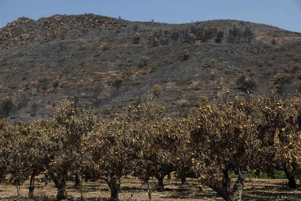 Árboles frutales quemados en un incendio forestal