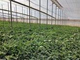 Foto: Jesuitas reclaman soluciones ante el impacto del calor en los trabajadores de los invernaderos de Almería