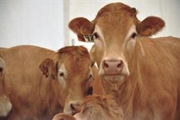 Archivo - Las altas temperaturas está reduciendo la productividad y la capacidad reproductiva de la ganadería vasca