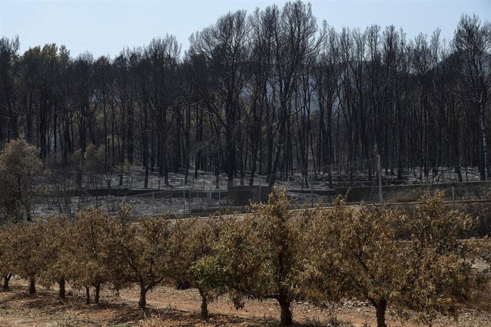 Árboles frutales quemados en un incendio forestaen Alfondeguilla, Castellón