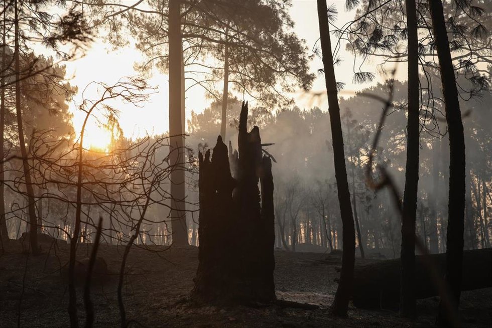 Terreno quemado por el incendio forestal a las afueras de Casavieja, a 29 de julio de 2026, en Ávila, Castilla y León (España). El director de Extinción del operativo Infocal de la Junta de Castilla y León en el incendio de Burgohondo (Ávila) ha asegurado