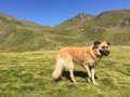 Se dispara la adopción de perros y gatos en Bilbao en el primer semestre con 137 animales, frente a los 96 de todo 2025