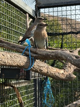 Dos ejemplares de carraca europea en el parque Oasys MiniHollywood de Tabernas (Almería).