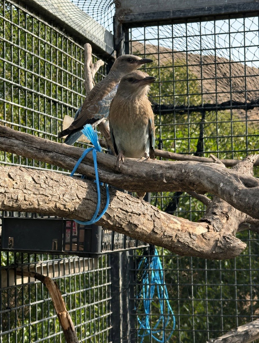 Dos ejemplares de carraca europea en el parque Oasys MiniHollywood de Tabernas (Almería).