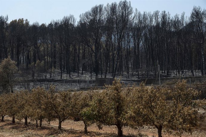 Arbres fruiters cremats en un incendi forestal, a 30 de juliol del 2026, a Fondeguilla, Castelló, Comunitat Valenciana (Espanya). 