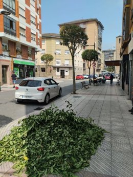 Poda de árboles en Oviedo, denunciada por IU.