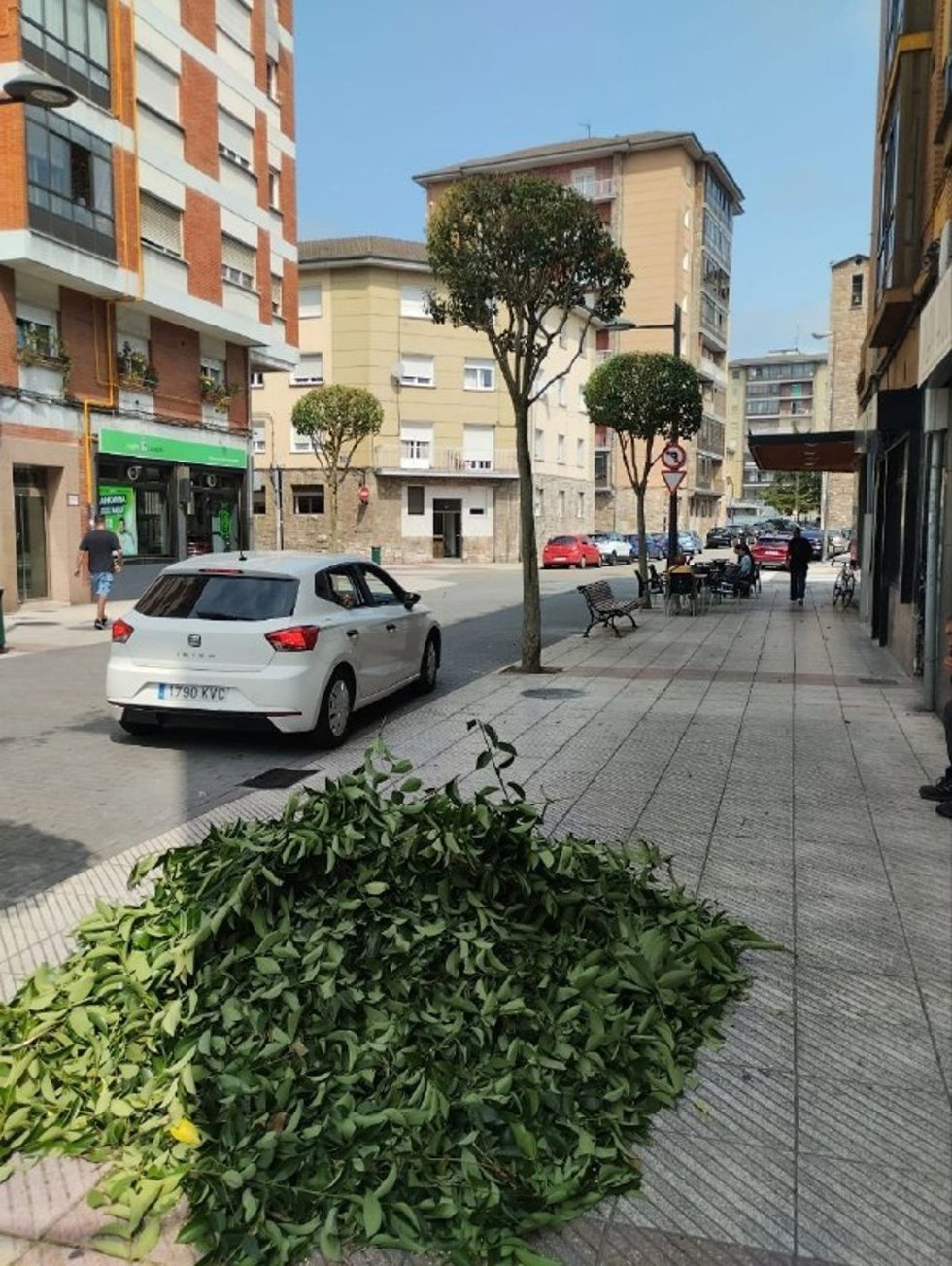 Poda de árboles en Oviedo, denunciada por IU.