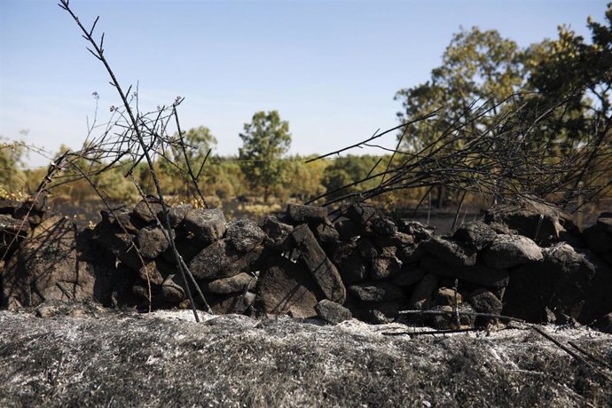 Terreno quemado en el incendio forestal de Fermoselle.