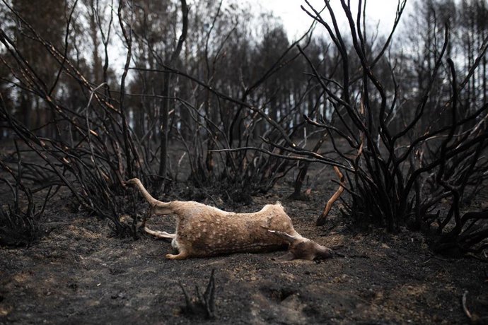 Archivo - Un ciervo tirado en el suelo tras el incendio  