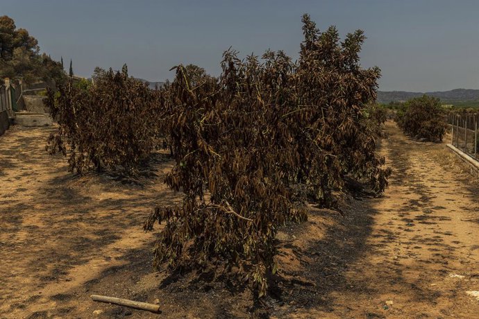 Arbres fruiters cremats en l'incendi forestal.