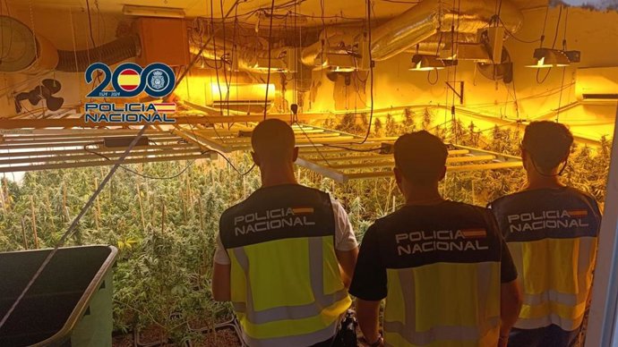 Platanción de marihuana intervenida.