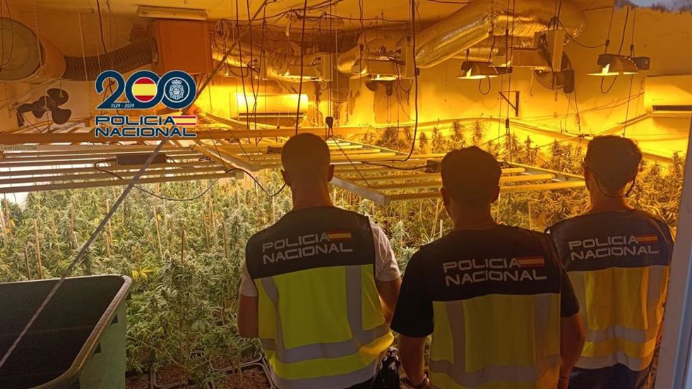 Platanción de marihuana intervenida.