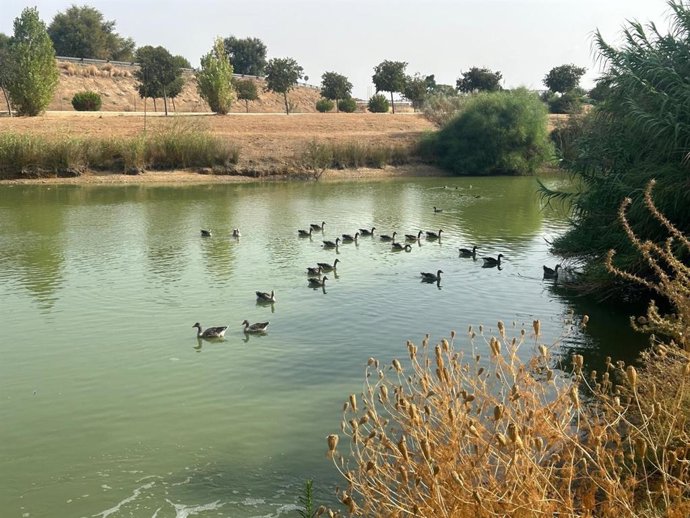 Archivo - Aves en el Parque del Tamarguillo de Sevilla. (Foto de archivo).