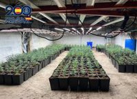 Tres detenidos en dos operaciones con más de 2.300 plantas de marihuana y varias armas en Almería y Berja