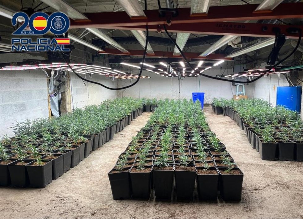 Una de las plantaciones de marihuana desmanteladas en Almería y Berja.