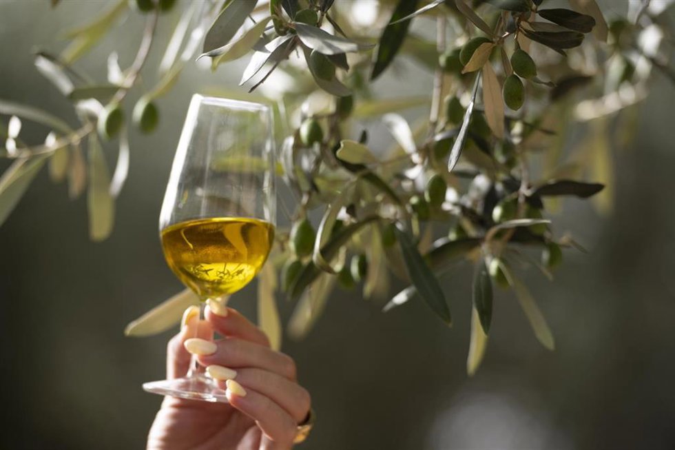 Archivo - Imagen de recurso de aceite y olivos en Castellón. 