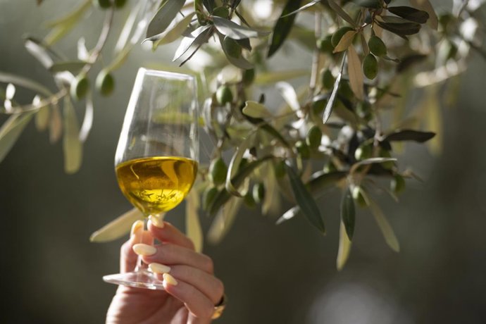 Archivo - Imagen de recurso de aceite y olivos en Castellón. 
