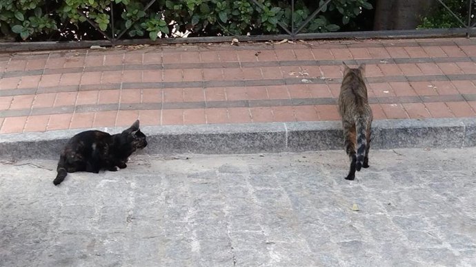 Gatos de una colonia felina de Jaén capital