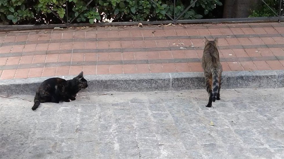Gatos de una colonia felina de Jaén capital