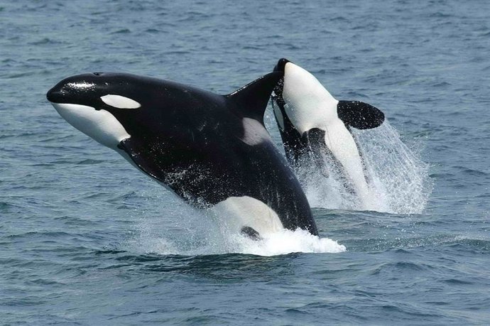 Archivo - Pareja de orcas