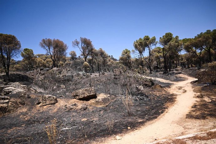 Zonas calcinadas tras el paso del incendio de la Sierra Oeste de Madrid, a 30 de julio de 2026, en Pelayos de la Presa, Madrid (España).
