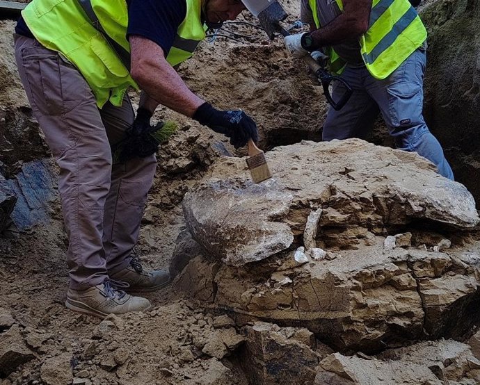 Hallan restos de una tortuga de más de 15 millones de años en las obras en un edificio del Ayuntamiento de Madrid