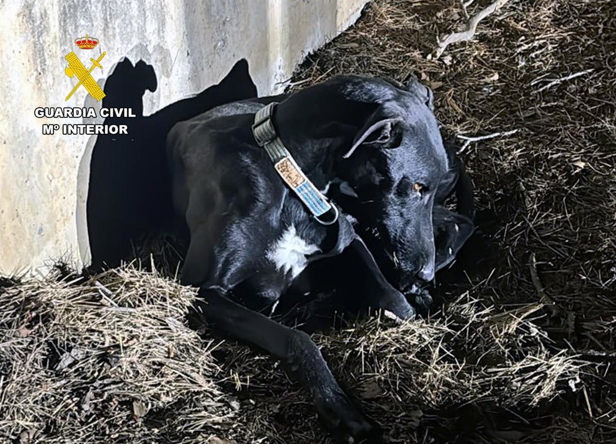 Investigan en Lorca al propietario de un galgo y a un veterinario por certificar su muerte cuando estaba desaparecido