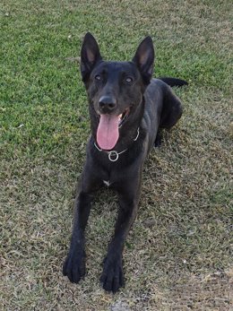 Imagen del perro Júper, detector de drogas del Servicio Cinológico.