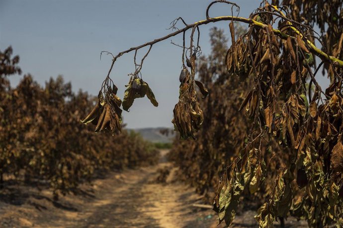 Árboles frutales quemados en un incendio forestal, a 30 de julio de 2026, en Alfondeguilla, Castellón, Comunidad Valenciana (España). El fuego afronta su sexto día activo y la inversión térmica dificulta los trabajos de los medios aéreos en algunas zonas.