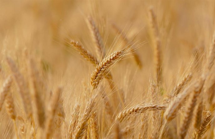 Archivo - Imagen de archivo de un campo de cereal