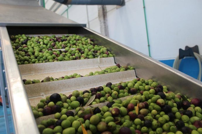 Recogida de aceitunas en Fuerteventura