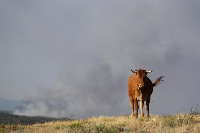 Una vaca durante un incendio forestal, a 31 de julio de 2026, en Veguellina, León, Castilla y León (España)