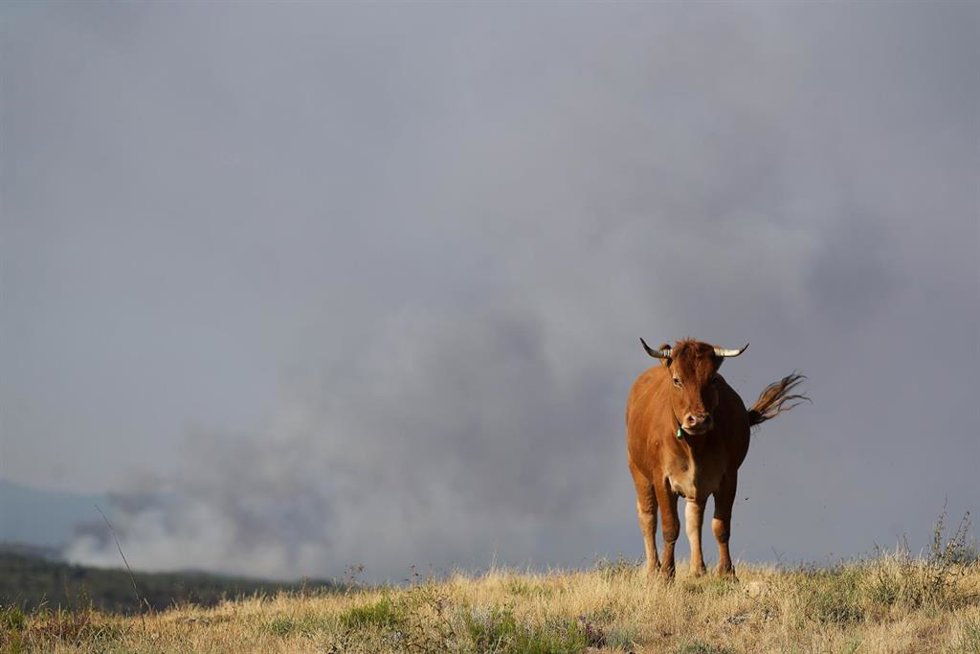 Una vaca durante un incendio forestal, a 31 de julio de 2026, en Veguellina, León, Castilla y León (España)