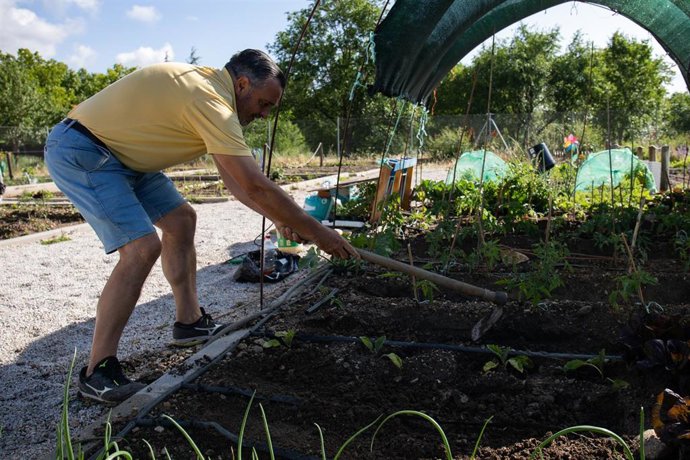 Archivo - Un hombre trabaja en un huerto del Parque de la Olmeda, a 31 de mayo de 2023, en San Lorenzo de El Escorial, Madrid (2023). Durante este año el Ayuntamiento de San Lorenzo de El Escorial ha sacado a sorteo público 38 parcelas de huertos sociales