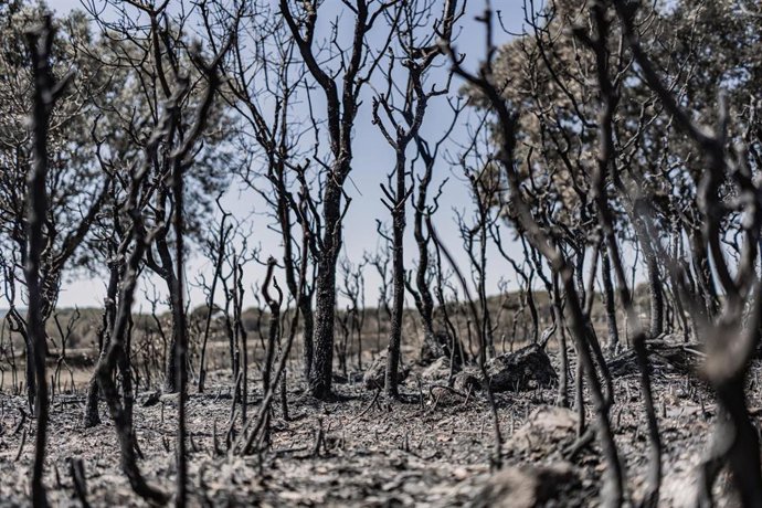 Vista una semana después de que llegara el fuego, a 1 de agosto de 2026, en La Adrada, Castilla y León (España). El delegado territorial de la Junta en Ávila, José Francisco Hernández Herrero, ha asegurado que el incendio forestal de Burgohondo evoluciona