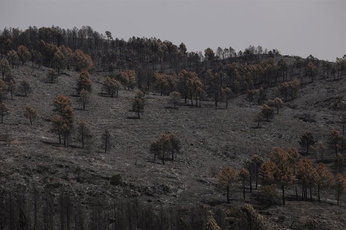 Terreno quemado en el incendio forestal, a 22 de julio de 2026, en Guadalajara, Castilla-La Mancha (España). Page ha asegurado, tras la reunión de CECOPI que ha tenido lugar en Tamajón (Guadalajara), que el incendio de La Mierla ha entrado "en fase de est