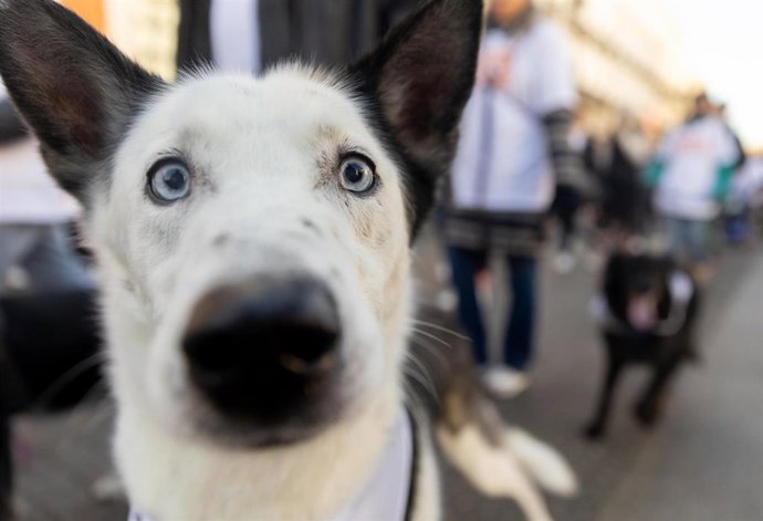 Archivo - Un perro en imagen de archivo