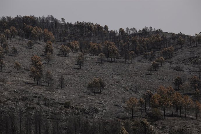 Área queimada pelo incêndio florestal, em 22 de julho de 2026, em Guadalajara, Castela-La Mancha (Espanha). Page afirmou, após a reunião da CECOPI realizada em Tamajón (Guadalajara), que o incêndio de La Mierla entrou “na fase de est