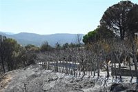 Arrancan las labores de limpieza para reconstruir la Sierra Oeste tras el incendio: "Tenemos que seguir adelante"