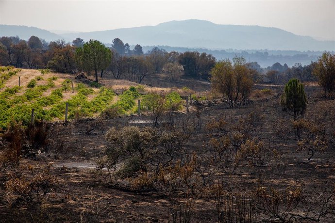 Terreno quemado por el incendio forestal entre Cebreros y El Tiemblo, a 28 de julio de 2026, en Ávila, Castilla y León (España). 